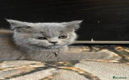 Scottish Fold cats for sale: Scottish fold kittens - Image 5