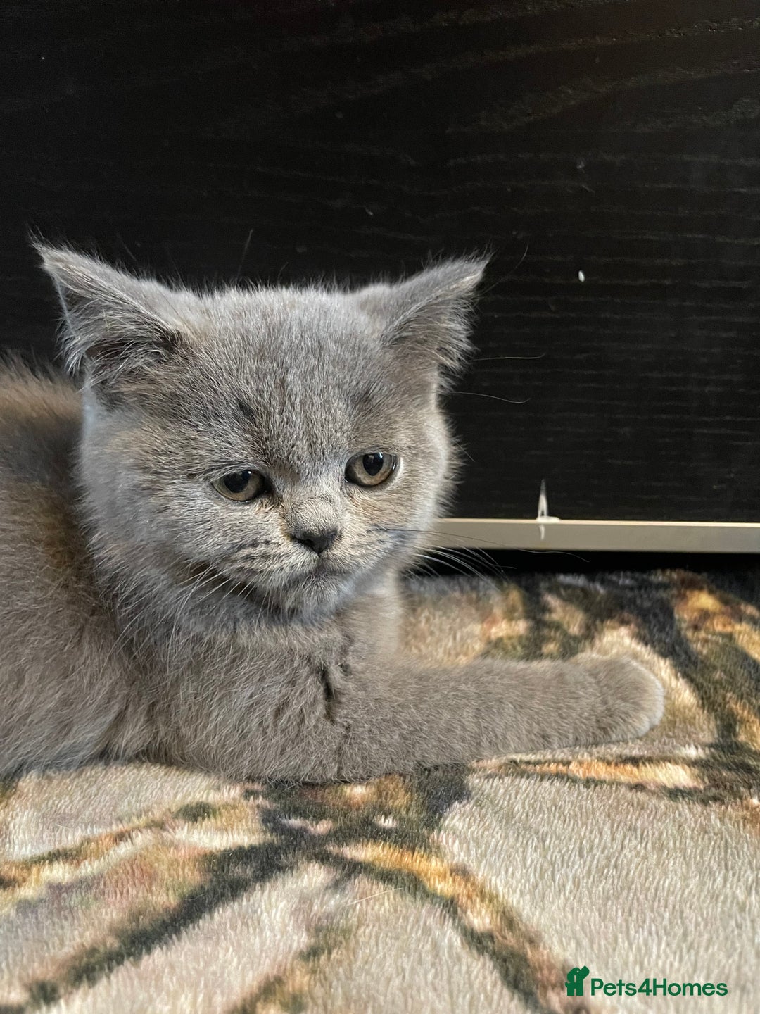 Scottish Fold cats for sale: Scottish fold kittens - Image 5