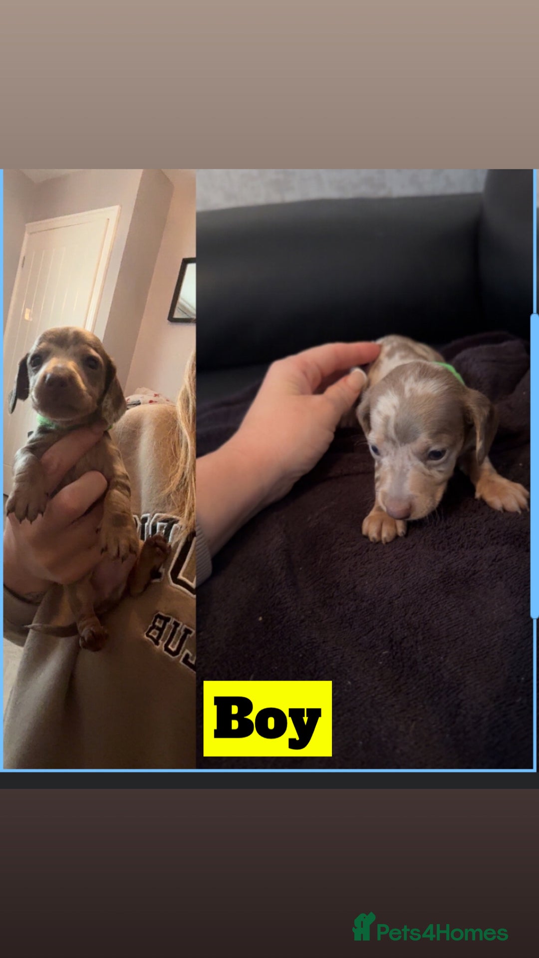 Miniature Dachshund dogs for sale: beautiful miniature Dachshunds  - Image 2