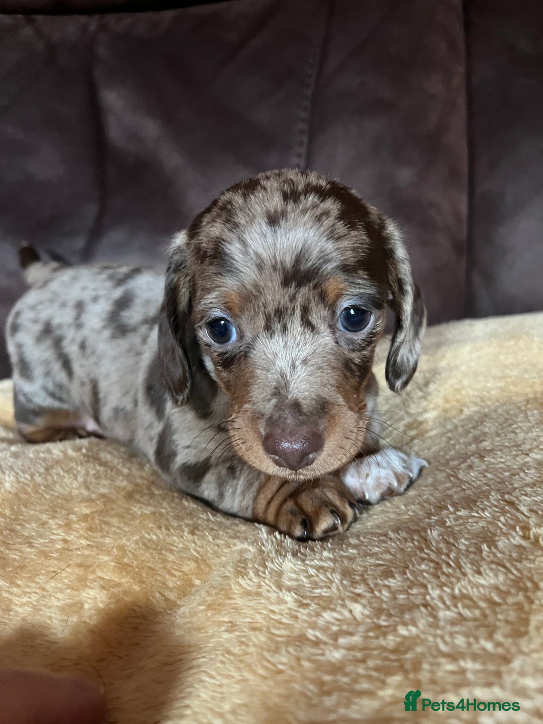 Miniature Dachshund dogs for sale: Miniature Dachshund  - Advert 27