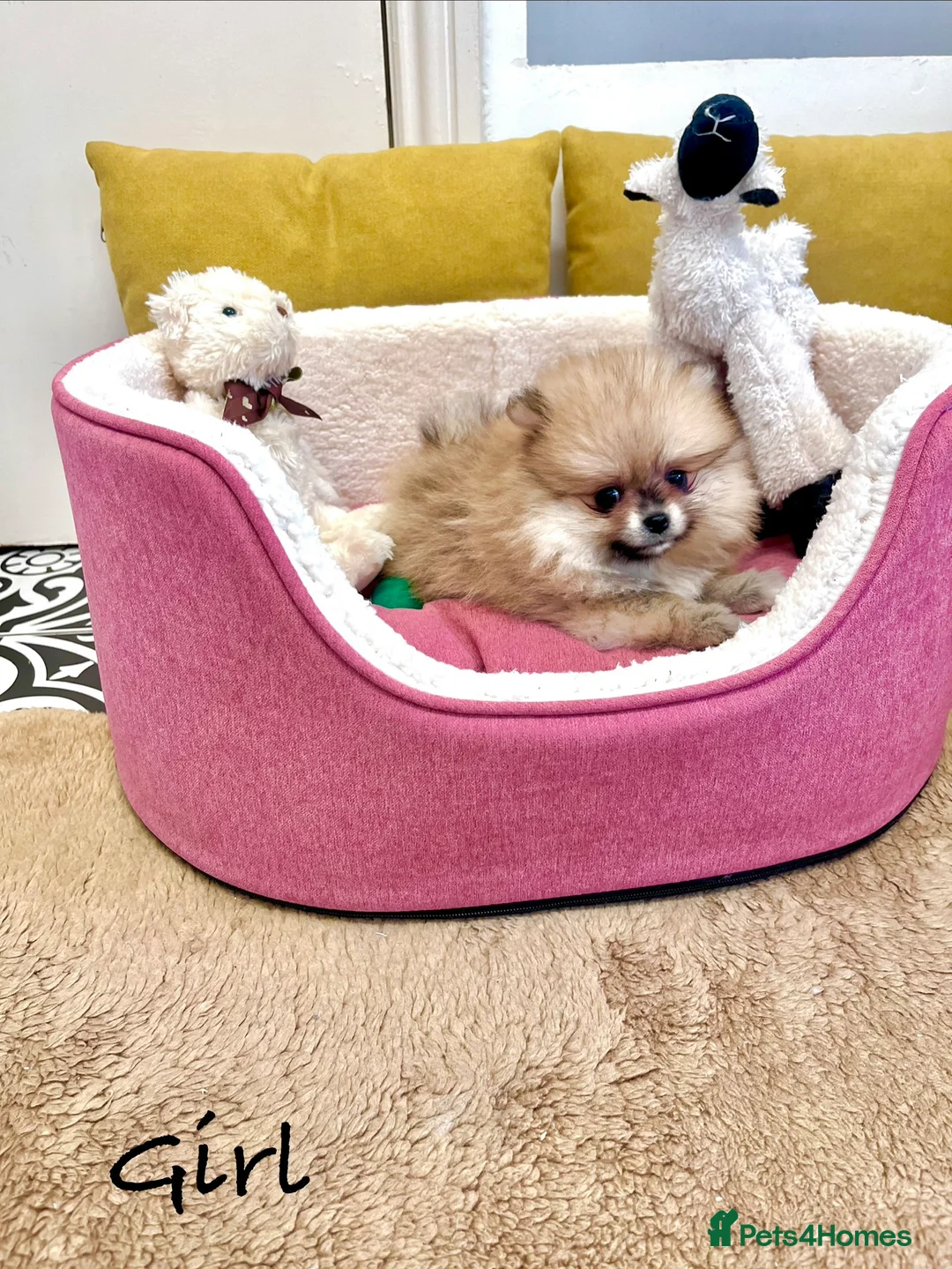 Pomeranian dogs for sale: Top Quality 🐻 Teddy Bears  - Advert 2