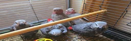 Cockatoo birds for sale: Hand-Raised cockatoo Galah Baby Parrot - Advert 9