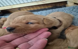 Labrador Retriever dogs for sale: Kc Registered Red labrador puppies  - Image 15
