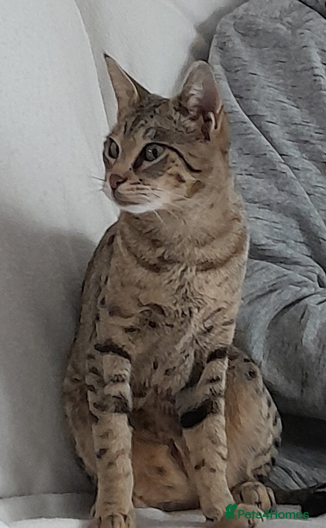 Savannah cats for sale: ACTIVE TICA Reg F3 Pedigree Savannah Lady TICA Reg - Image 13