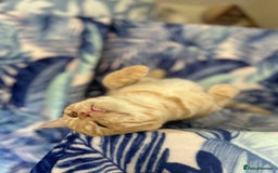 Scottish Fold cats for sale: Kittens Ready for Their Forever Homes - Image 39