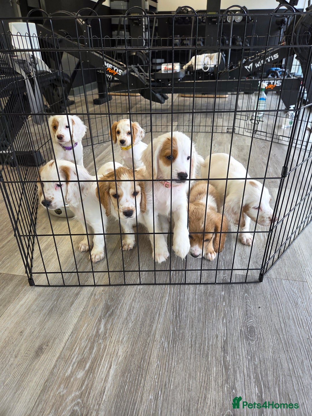 Cocker Spaniel dogs for sale: Cocker spaniels - Image 1
