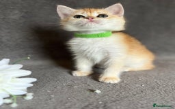 British Shorthair cats for sale: NY 12 British shorthair GCCF golden kittens  - Image 16