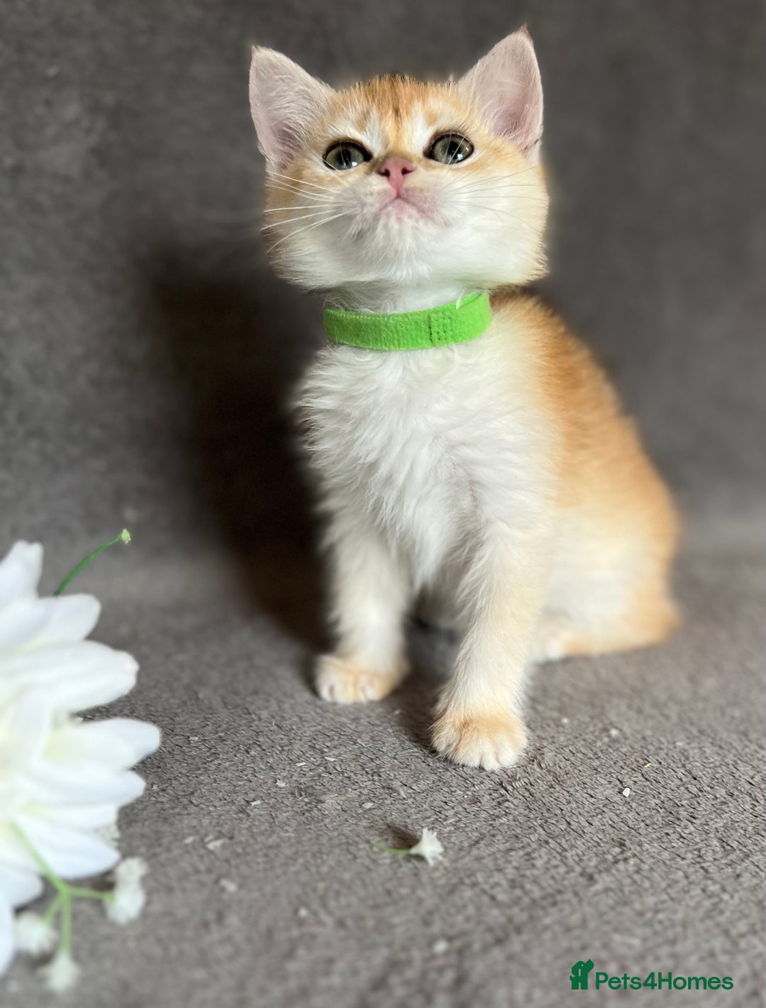 British Shorthair cats for sale: NY 12 British shorthair GCCF golden kittens  - Image 16