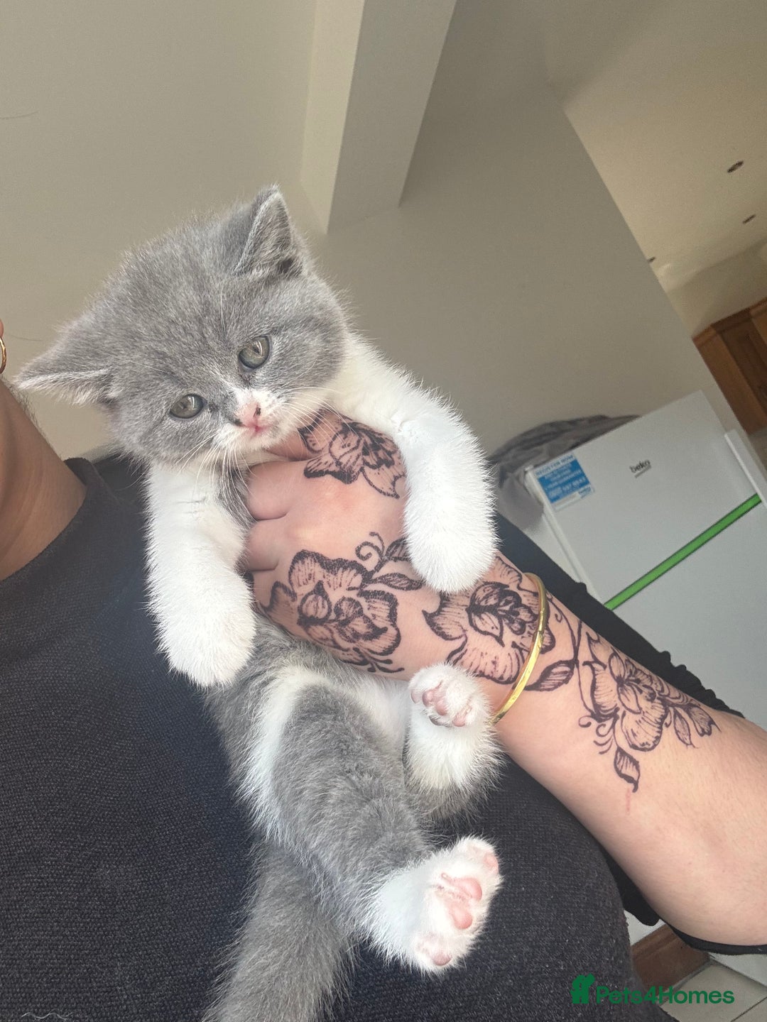 British Shorthair cats for sale: Pedigree British shorthair (Bi colour gene) in Birmingham - Image 22