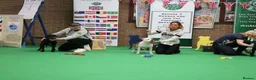 Staffordshire Bull Terrier dogs for sale: KC Registered last white female - Advert 14