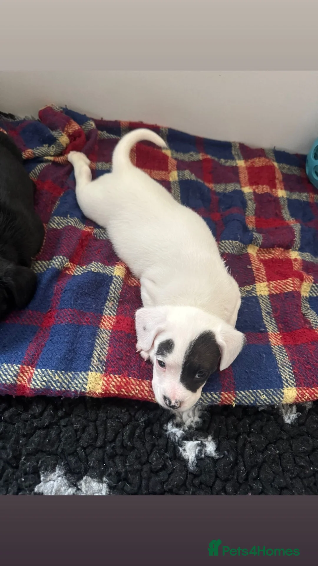 Mixed Breed dogs for sale: French Bulldog Cross cockapoo Puppies - Advert 5