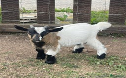 Goats livestock for sale: Adorable Baby Pygmy Goats for sale  - Image 4