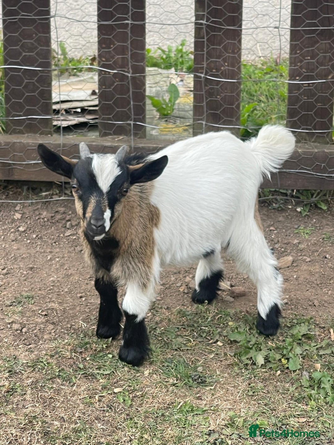 Goats livestock for sale: Adorable Baby Pygmy Goats for sale  - Image 4