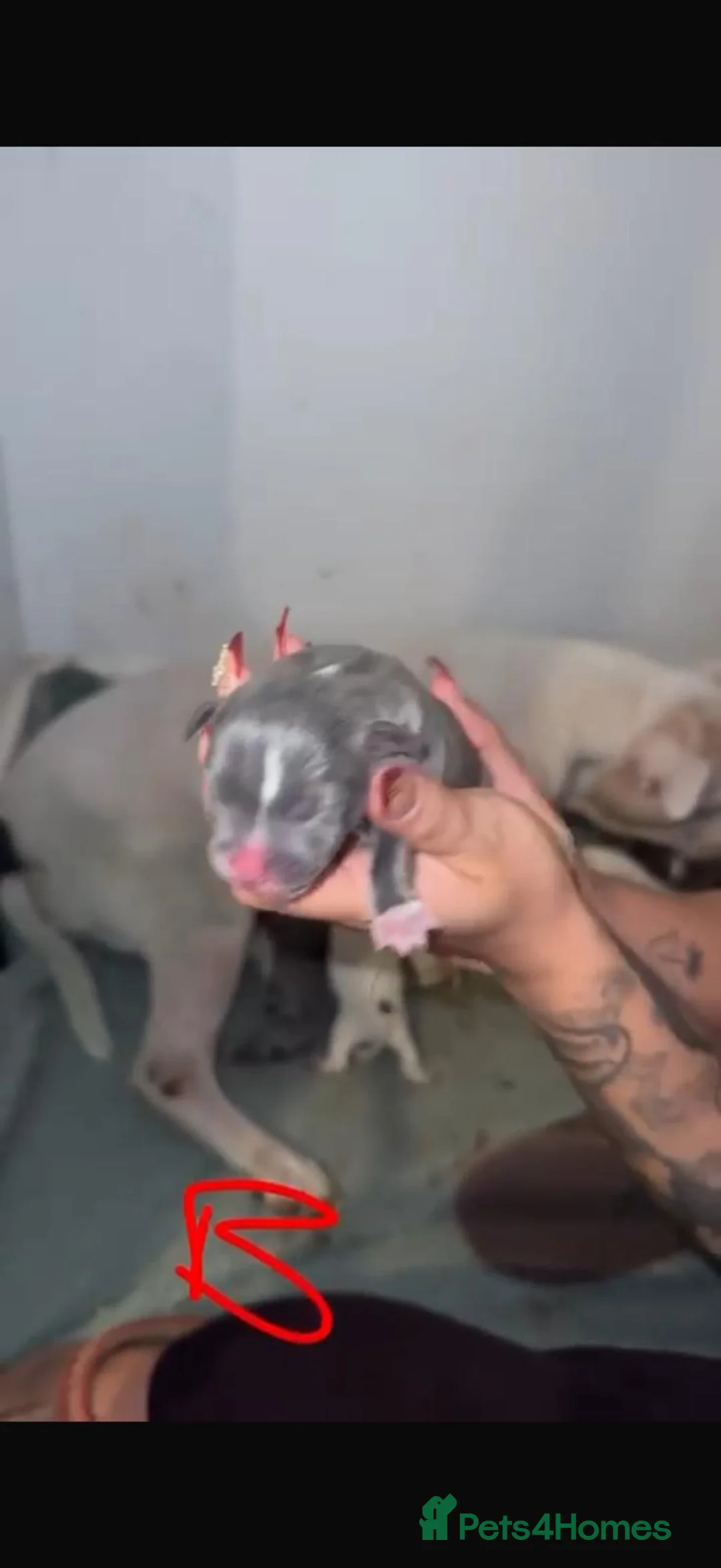 Mixed Breed dogs for sale: Beautiful mixed litter of puppies for sale - Advert 7