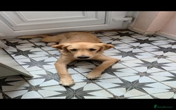 Golden Retriever dogs for sale: 6 month old golden retriever  - Image 7