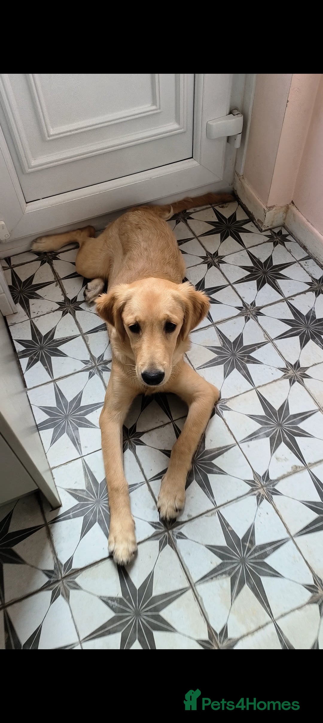 Golden Retriever dogs for sale: 6 month old golden retriever  - Image 7
