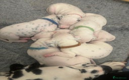 Dalmatian dogs for sale: 6 Beautiful Chunky Dalmatians born 27/5/25 in Stafford - Image 5