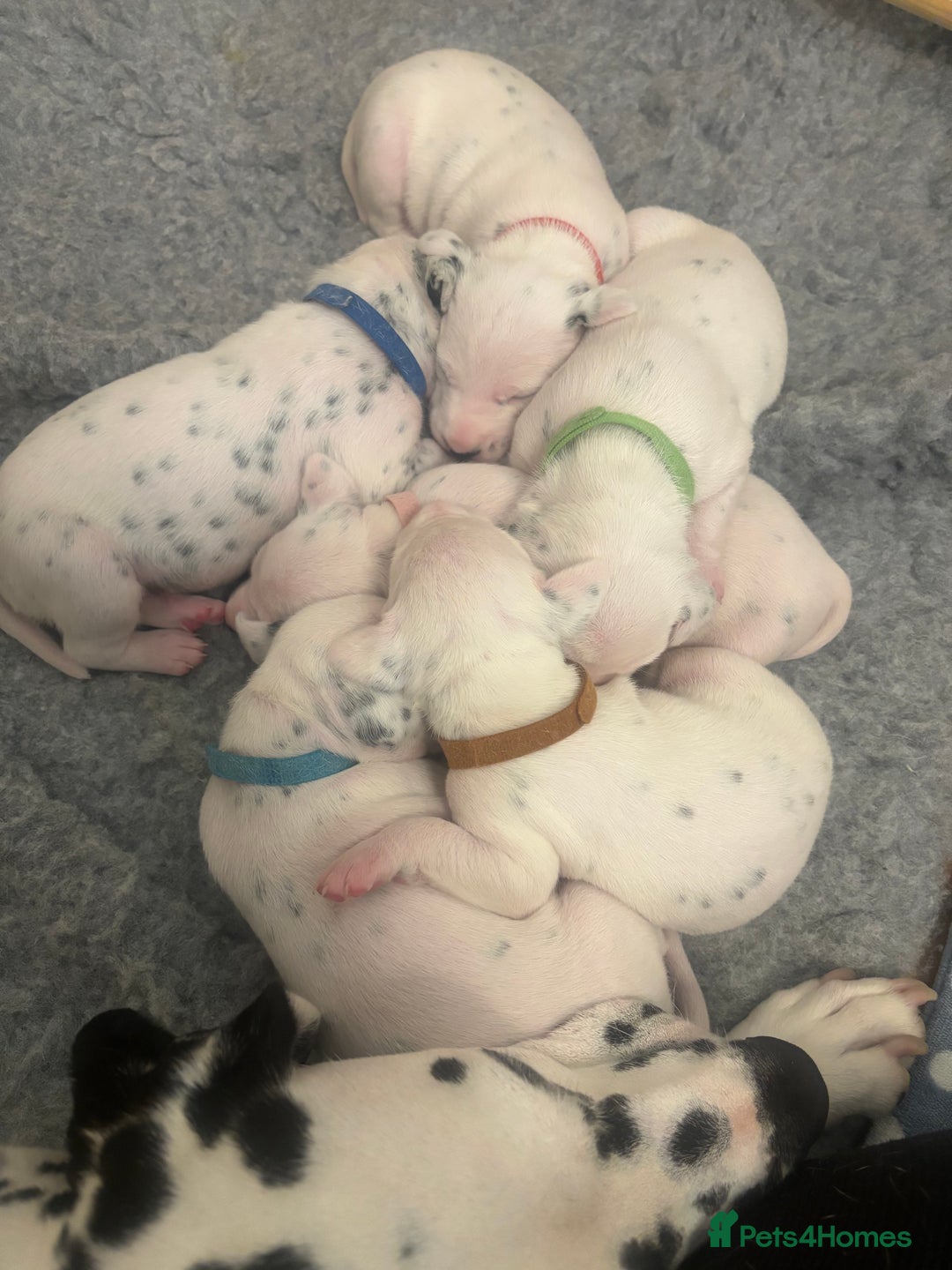 Dalmatian dogs for sale: 6 Beautiful Chunky Dalmatians born 27/5/25 in Stafford - Image 5