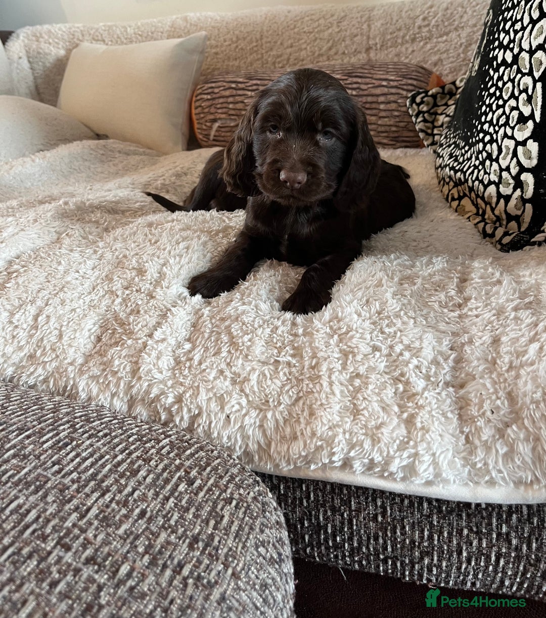 Sprocker dogs for sale: HEALTH TESTED cocker/springer spaniel puppies   - Image 13