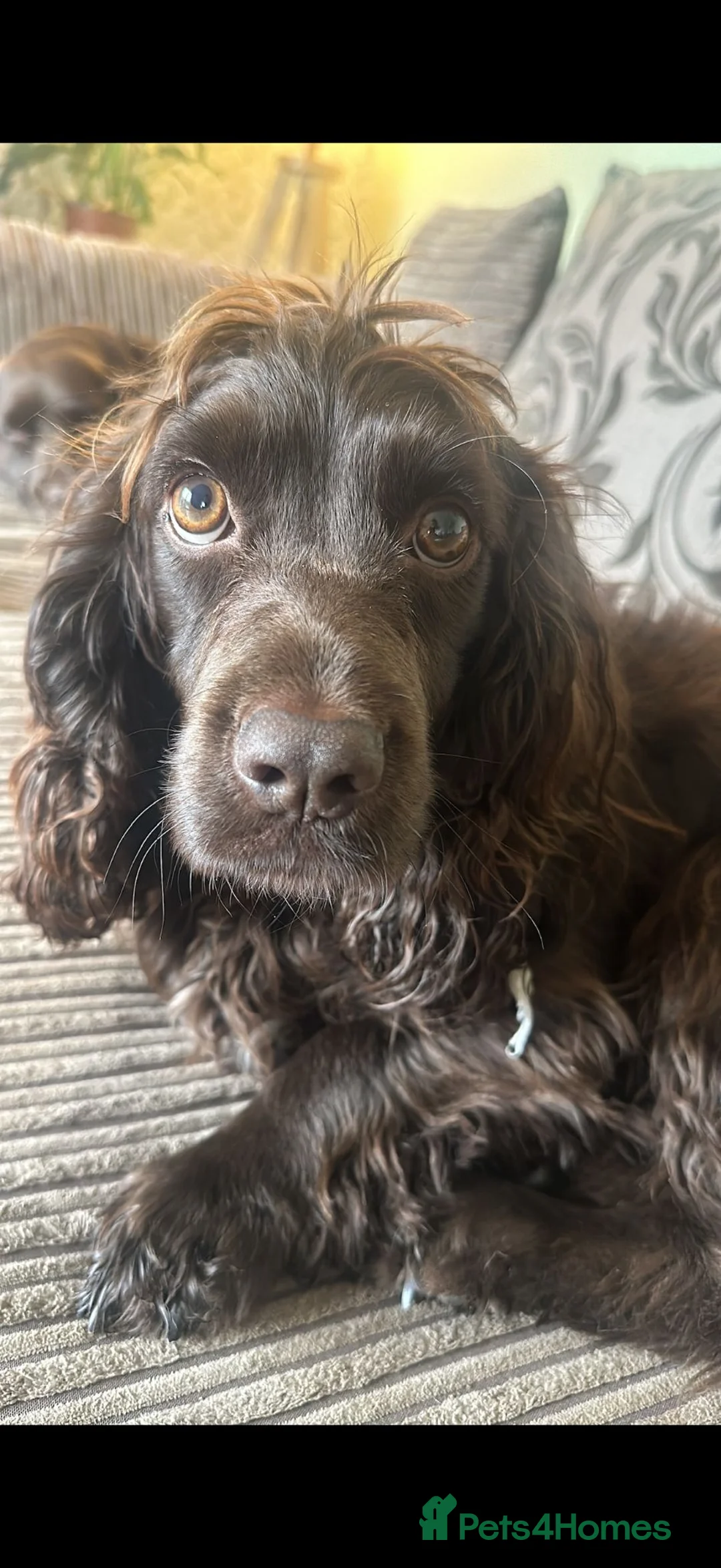 Cocker Spaniel dogs for sale:  KC Registered Cocker Spaniel Puppies  in Hull - Advert 8