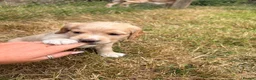 Cocker Spaniel dogs for sale: Gorgeous cocker spaniel puppies  - Advert 10
