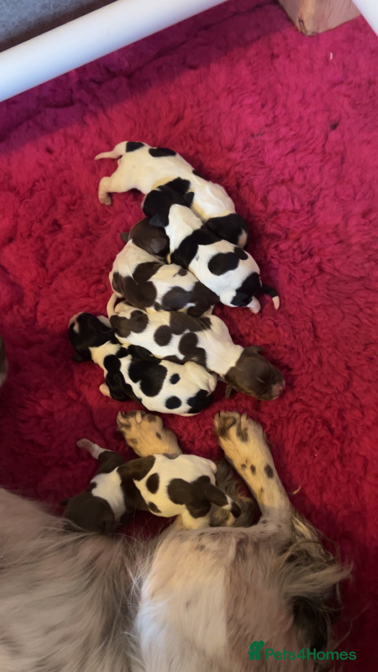 English Springer Spaniel dogs Lovely ESS Litter Due - Advert 11