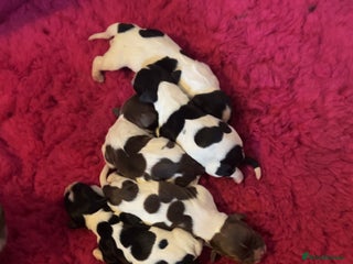 English Springer Spaniel dogs Lovely ESS Litter Due - Advert 3