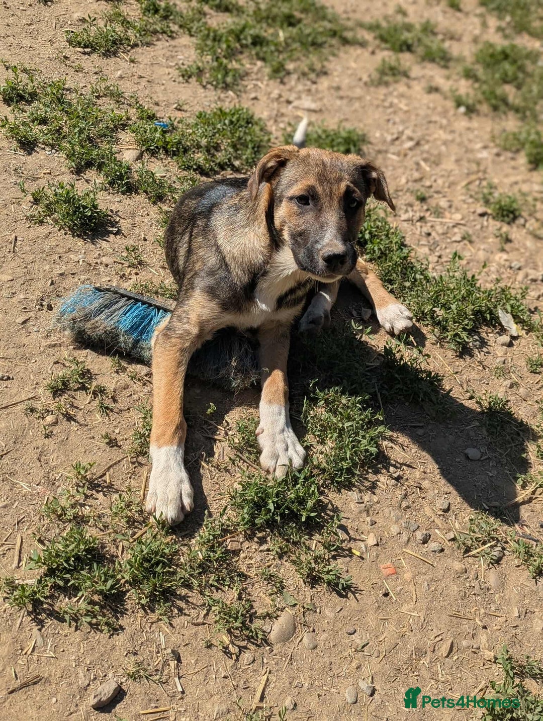 Mixed Breed dogs for adoption: Mac is looking for a family with another dog! - Image 3
