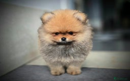 Pomeranian dogs for sale: Tiny Teddy Bear Pomeranians - Image 9