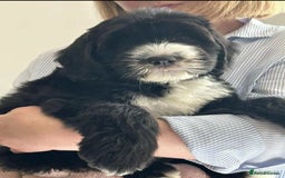 Sheepadoodle dogs for sale: unique midi sheepadoodle babies - Image 18