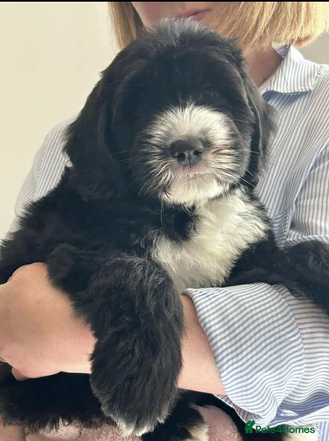 Sheepadoodle dogs for sale: unique midi sheepadoodle babies - Image 18