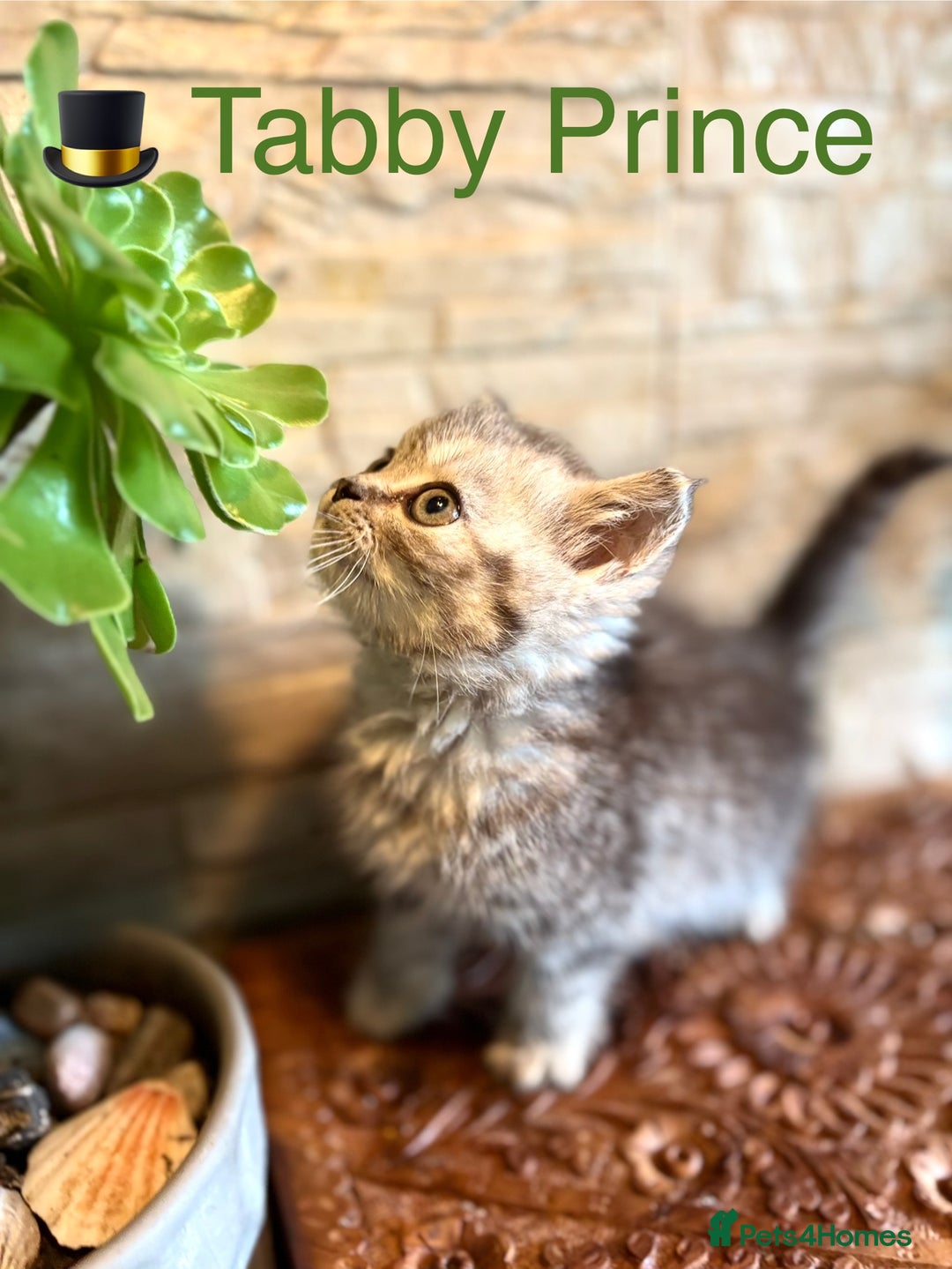 Persian cats for sale: 🐾 Adorable Persian Chinchilla “Doll Face” Kittens - Image 4