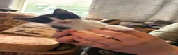 Mixed Breed cats for sale: Seven beautiful kittens that need new homes - Advert 15