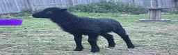Sheep livestock for sale: Registered Ouessant ewe lamb available at weaning  - Advert 5