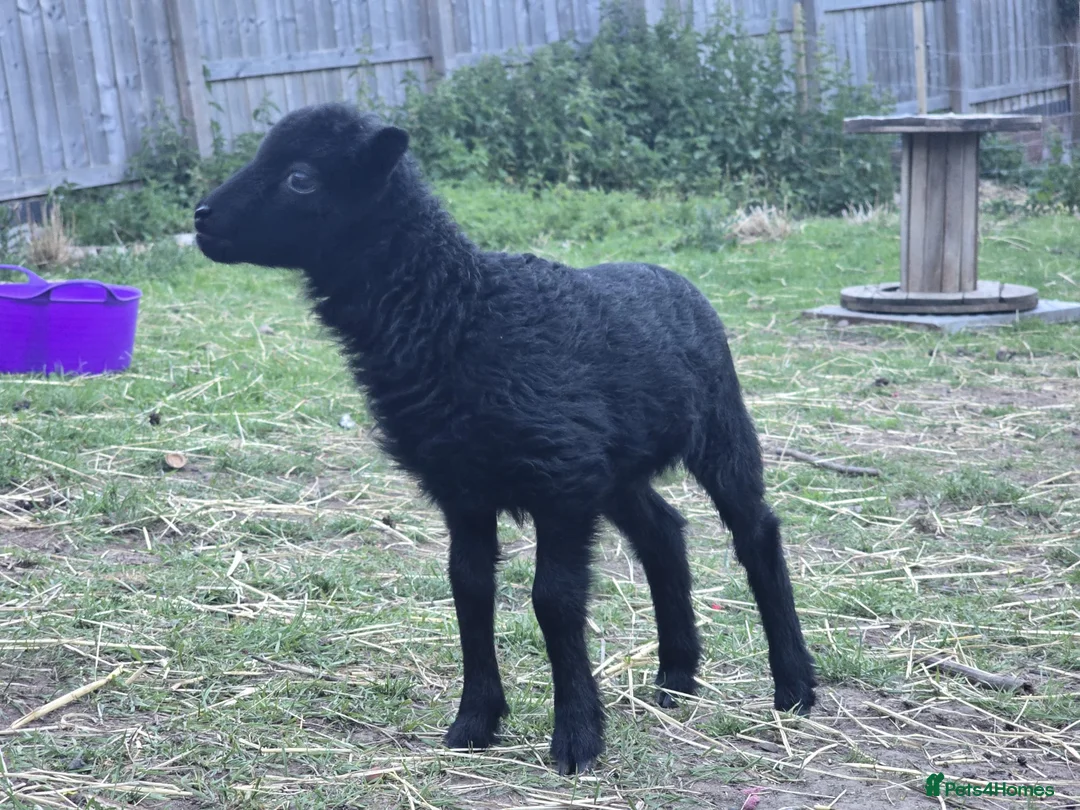 Sheep livestock for sale: Registered Ouessant ewe lamb available at weaning  - Advert 5
