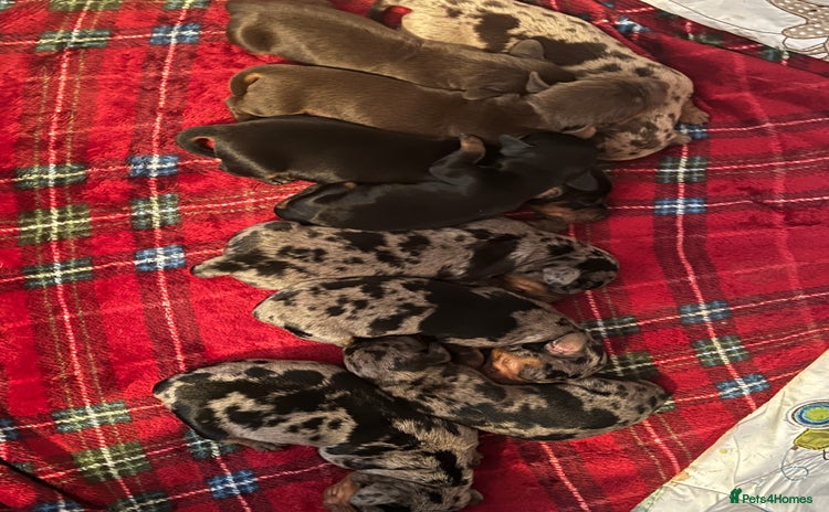 Miniature Dachshund dogs - Advert 15