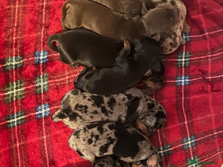 Miniature Dachshund dogs - Advert 14