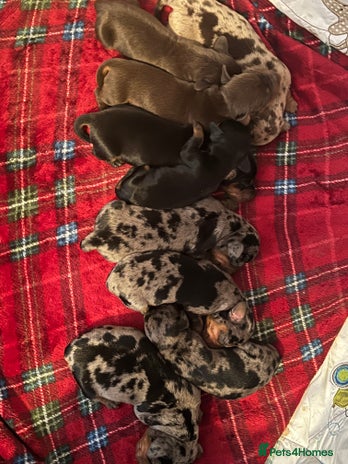 Miniature Dachshund dogs - Advert 4