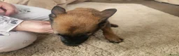Belgian Shepherd Dog dogs for sale: Outstanding Belgium malinois puppies  - Advert 3