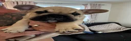 Mixed Breed dogs for sale: French bulldog/ British bulldog puppies  - Advert 3