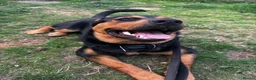Mixed Breed dogs for sale: ❤️Beautiful Rottweiler/Malinos Female❤️ in Nottingham - Advert 7