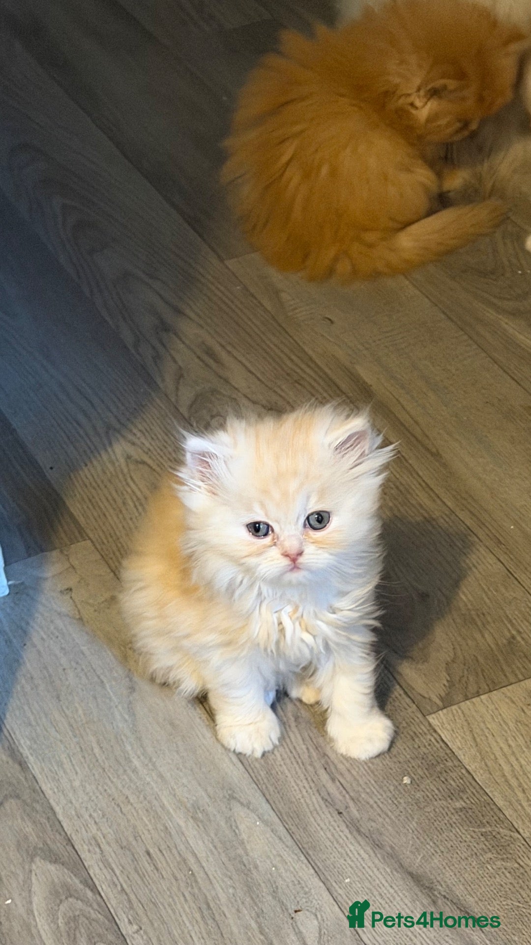 Persian cats for sale: Chinchilla exotic kittens  - Advert 21