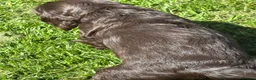 Cocker Spaniel dogs for sale: Show cocker spaniels kc reg pups ready 14 th June  - Advert 7