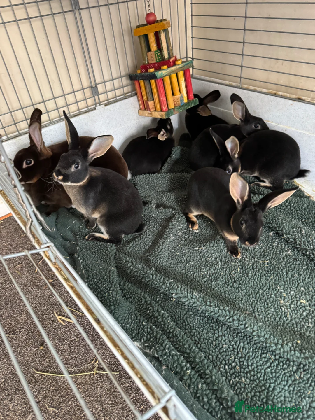 Rex rabbits for sale: Rex babies  - Advert 1