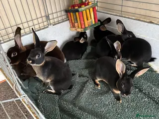 Rex rabbits Rex babies - Advert 3