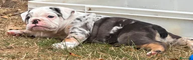 Mochi-black tri Merle 