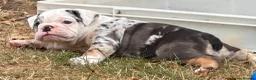 Olde English Bulldogge dogs for sale: 🐾2 Olde English bulldog puppies left 🐾 - Advert 6
