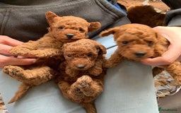 Toy Poodle dogs for sale: Charming Toy Poodle Puppies - Image 2