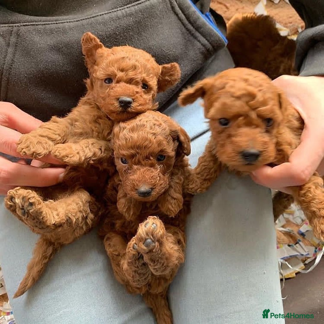 Toy Poodle dogs for sale: Charming Toy Poodle Puppies - Image 2
