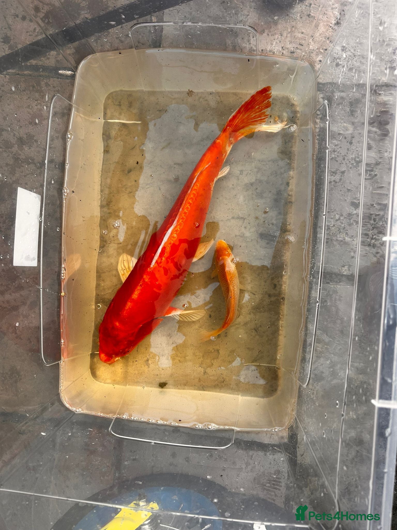 Koi Carp fish Pond Fish Koi Carp and Goldfish - Advert 3